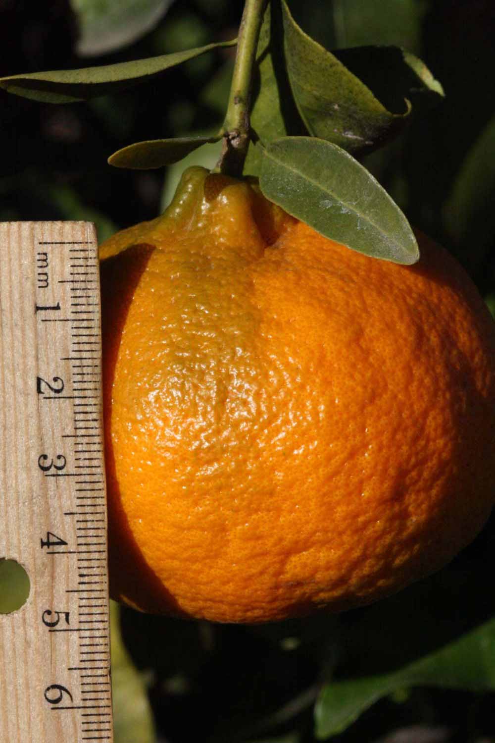            Fruit (Riverside, CA)   